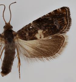  Male. © Loren Jones. Image used with permission
